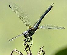 Thalassothemis marchali. Libellulidae - Flickr - gailhampshire (2).jpg