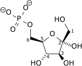 Beta-D-fructose-6-phosphate wpmp.png