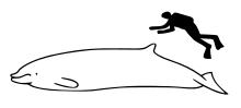 Cuvier's beaked whale size.svg