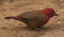 Firefinch-Senegal-2007.jpg
