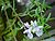 ChristianBauer flowering rosemary.jpg