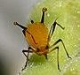 Aphid-sap2 (cropped).jpg