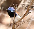 Blue-breasted Fairy-wren (Malurus pulcherrimus) of Kings Park, Perth Western Australia.jpg