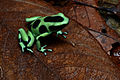 Flickr - ggallice - Green and black poison dart frog (2).jpg