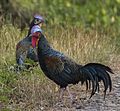 Green Junglefowl - Baluran NP - East Java MG 7948 (29183361863) (cropped).jpg
