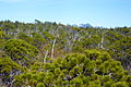 Pinus contorta Pacific Rim NP 1.jpg