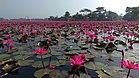 Satlar Bil (Satla Waterlily Swamp) (4).jpg