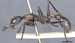 M. nigrocincta specimen 1.jpg