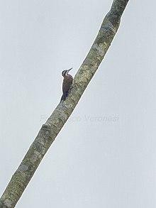 Fire-bellied Woodpecker - Ghana S4E1787 (16222859798).jpg
