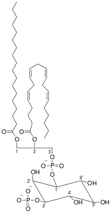 Phosphatidylinositol-3-phosphate.svg