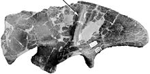 Stokesosaurus.jpg