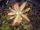 Drosera graomogolensis habitus.jpg