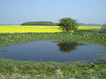 Dew Pond. - geograph.org.uk - 1035914.jpg