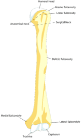 HumerusFront.png