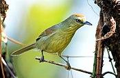Pin-striped Tit-babbler Macronus gularis by Dr. Raju Kasambe DSC 5961 (65).jpg