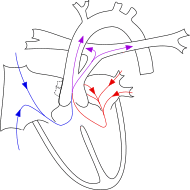 TruncusArteriosus.svg
