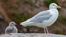 Glaucous gull with chick