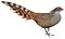 BirdsAsiaJohnGoVIIGoul Catreus wallichii.jpg