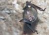 Bat in a Cave.jpg