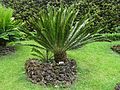 Encephalartos aemulans furnas 2015.jpg