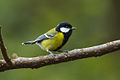 Parus monticolus.jpg