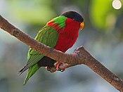 Collared Lory RWD5.jpg