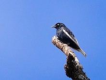 Xipholena lamellipennis - White-tailed Cotinga (male); Carajas National Forest, Para, Brazil.jpg