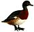 AythyaBaeriKeulemans white background.jpg
