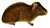 A guinea pig in profile