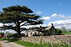 Cedar of Lebanon - geograph.org.uk - 448442.jpg