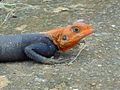 Agama africana (Cameroon) 02.jpg