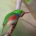 Cuban tody (Todus multicolor).JPG