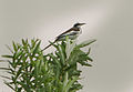 Motacilla samveasnae, Cambodia 1.jpg