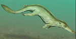 Kutchicetus BW.jpg