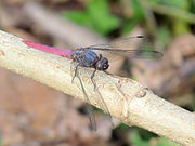 Orthetrum pruinosum at Kadavoor.jpg