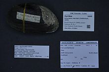 Naturalis Biodiversity Center - ZMA.MOLL.213841 - Echyridella menziesii (Dieffenbach, 1843) - Hyriidae - Mollusc shell.jpeg