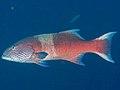 Highfin coral grouper (Plectropomus oligacanthus) (39762209563).jpg