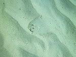 Bothus lunatus - plate fish - Bay of Pigs - Cuba.jpg