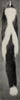 Revision of the skunks of the genus Chincha (1901) pl. 1 M. m. mephitis.png