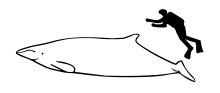 Mesoplodon perrini size.svg