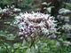 Eupatorium japonicum flower.jpg