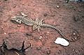 LIZARD, LONG-NOSED LEOPARD (gambelia wislizenia) moab, grand co, utah (14790202096).jpg