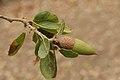 Quercus agrifolia leaves and acorn.jpg