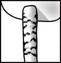 Stiel genattert.svg