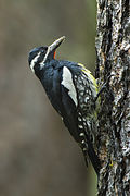 Williamson's Sapsucker - Sisters - Oregon S4E1518 (19038668100).jpg