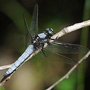 Orthetrum japonicum(Male,Japan,2018.05.25).jpg