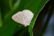 Spalgis epius 00002(28052015).jpg