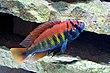 Pundamilia (Haplochromis) nyererei male.jpg