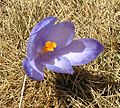 Crocus vernus bgiu.jpg