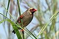 Red-billed quelea (Quelea quelea aethiopica) male breeding plumage yellow.jpg
